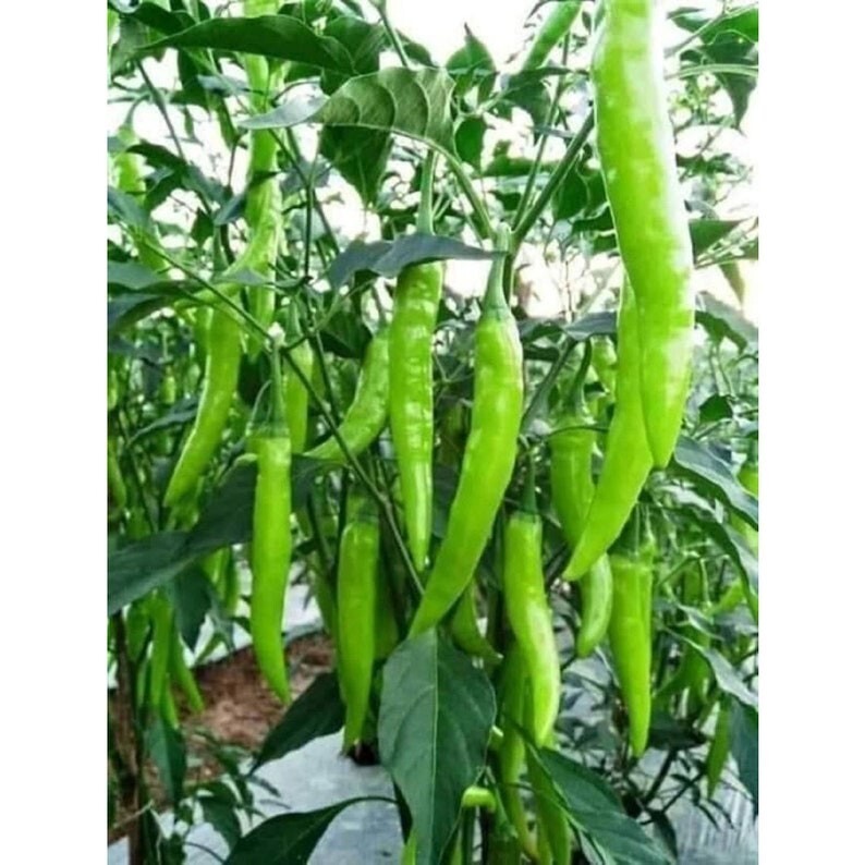 My Favorite Deals 25 Seeds/Indian Hybrid, HOT Chilli Seeds for Home Garden, High