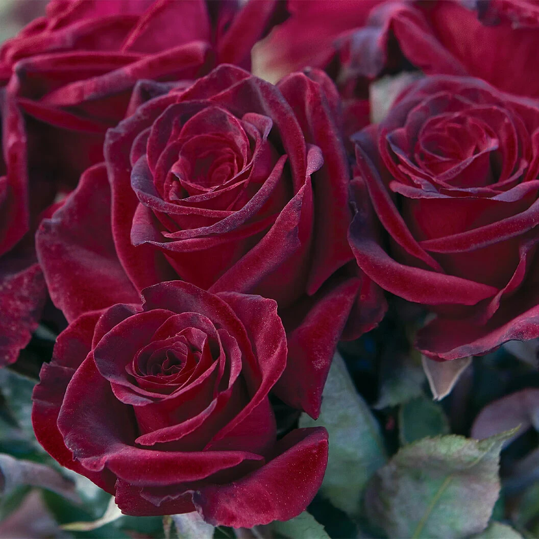 1 (ONE) live plant of “BLACK BACCARA” darkest Rose about 20-30″ (ROOTED)