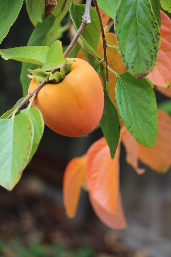3 American Persimmon Seeds