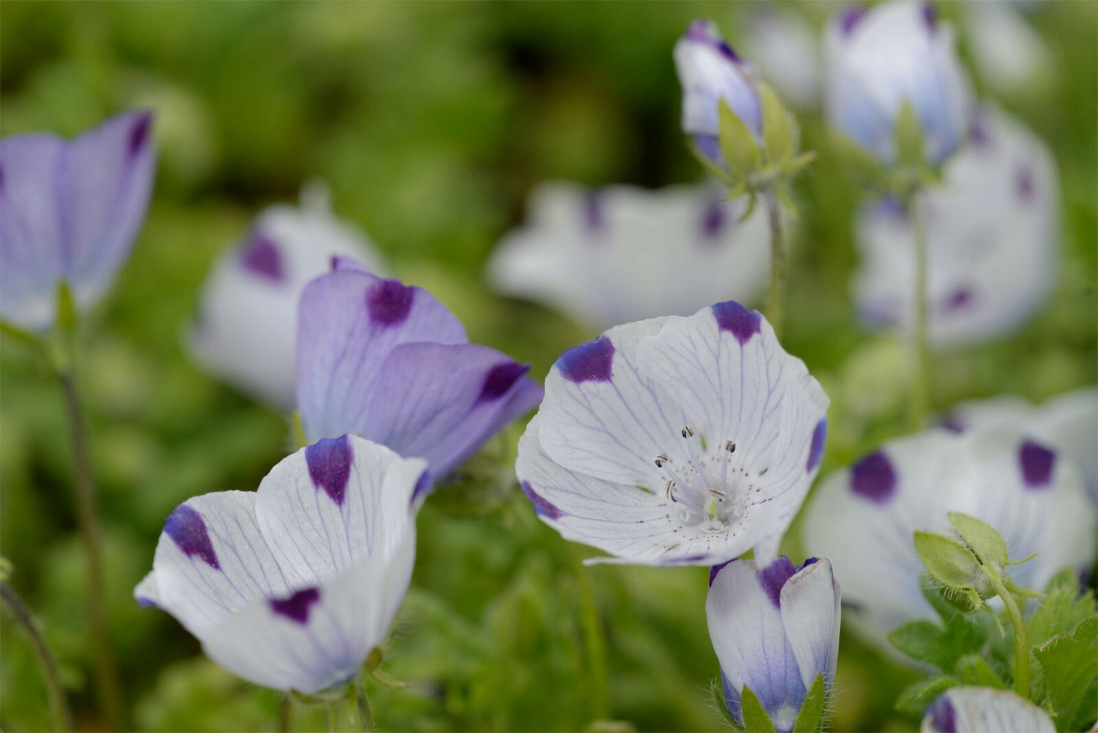 Nemophila maculata | Baby Blue Eyes | Fivespot | 50_Seeds