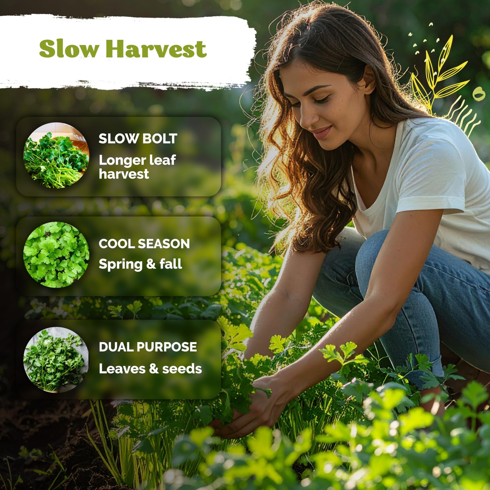 1000 Slow Bolt Cilantro Seeds Coriandrum sativum Cilantro Organic Seed, Slow…