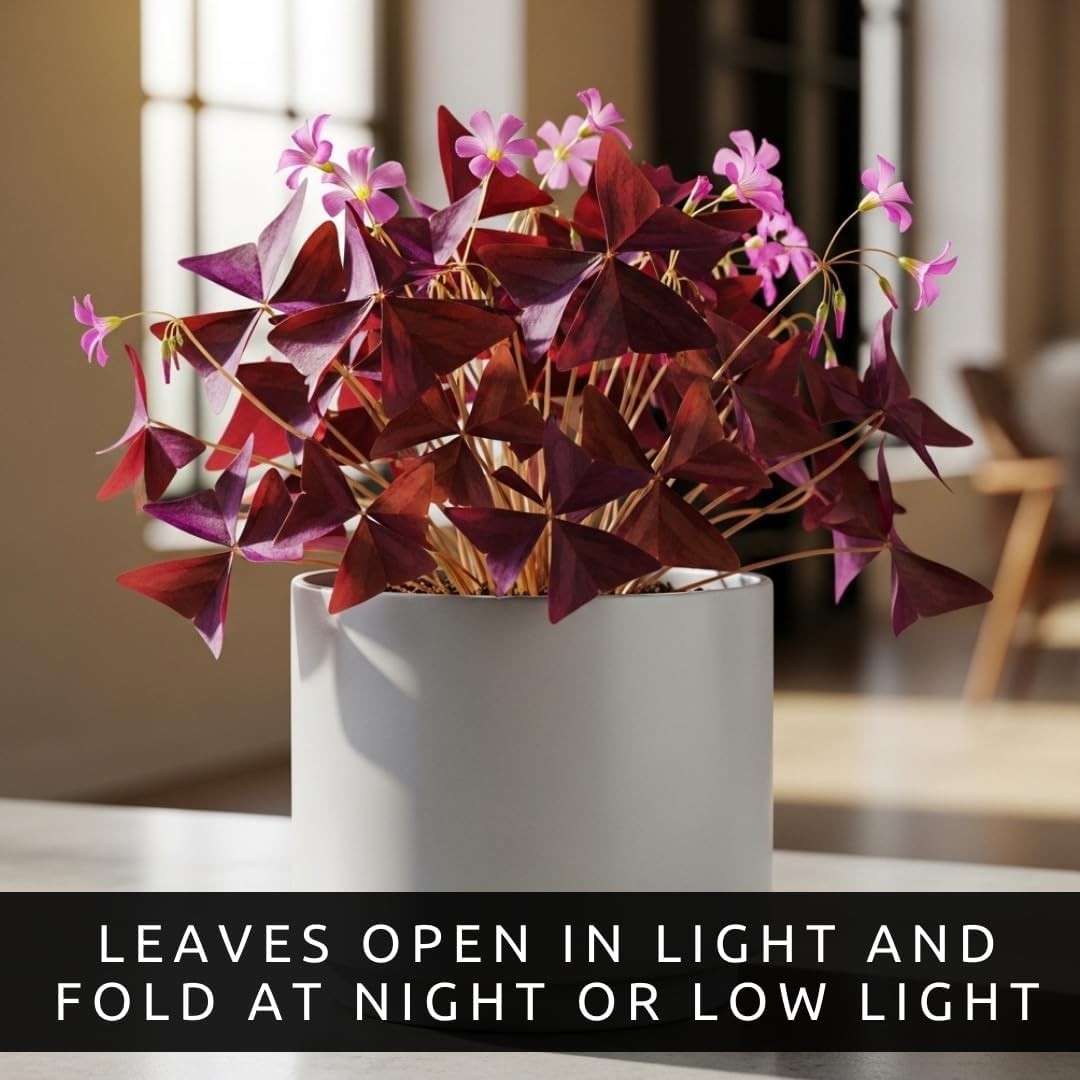 -Round Color: 10 Easy-to-Grow Purple Shamrock Bulbs for Indoor & Outdoor Use