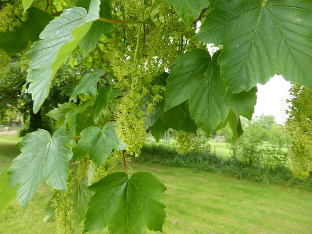 American Sycamore (Platanus occidentalis), 100 seeds