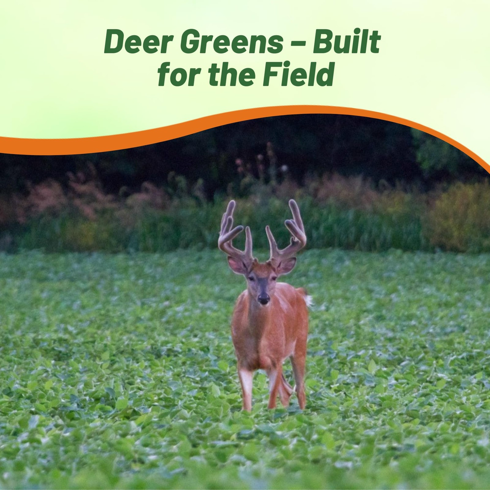 10 LBS Deer Greens For Deer Food Plots