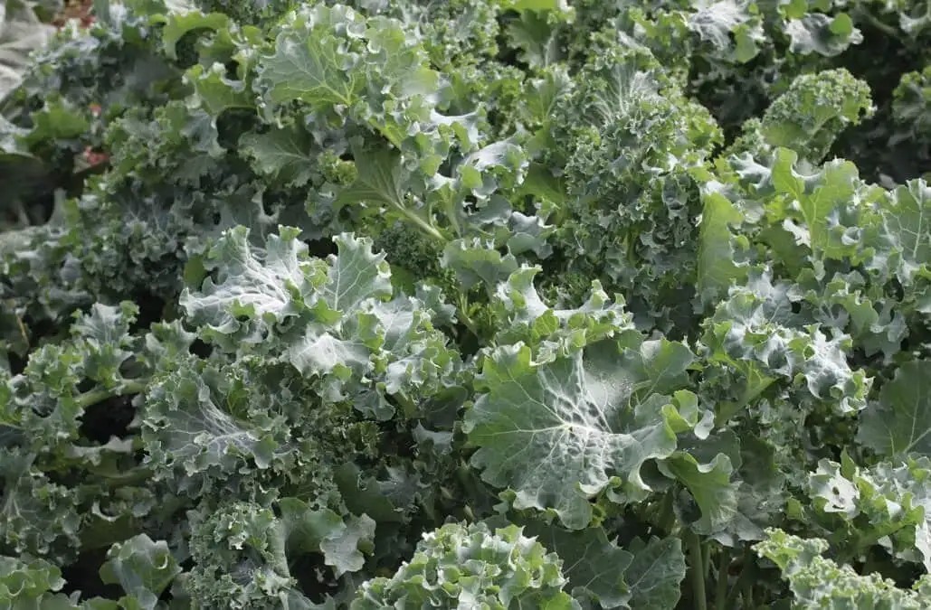 200 Siberian Dwarf Kale Seeds, NON-GMO, Cruciferous Vegetable, Winter Hardy