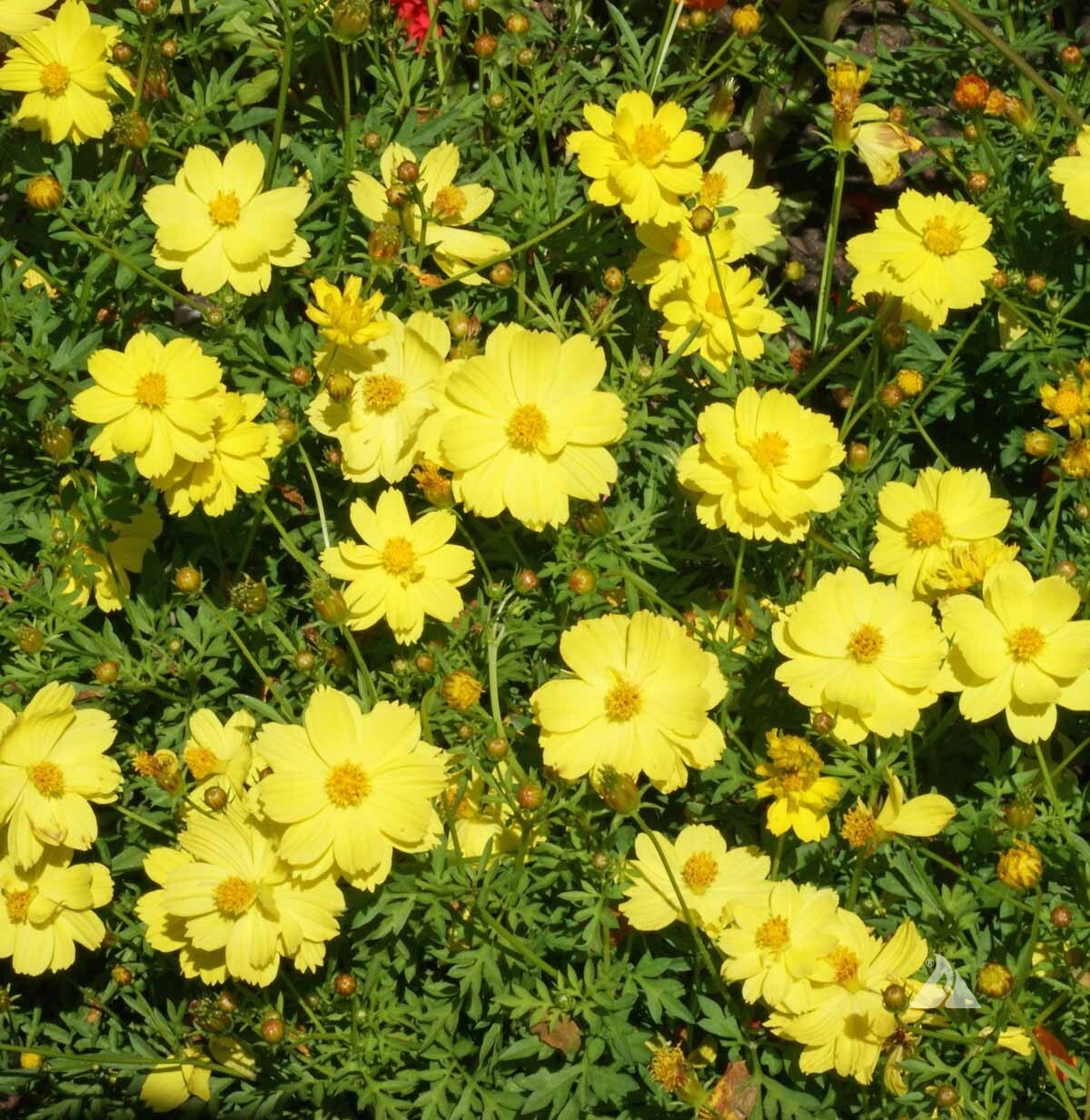 50+Seeds| Sulphur Dwarf Lemon Yellow Cosmos Seeds Seeds #L011