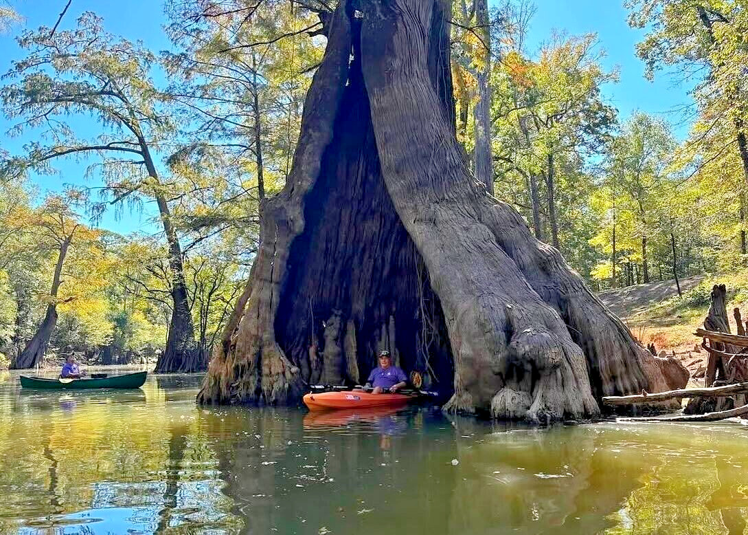 Southern Bald Swamp Cypress Tree Seeds Taxodium distichum Fast Fall Colors Hardy