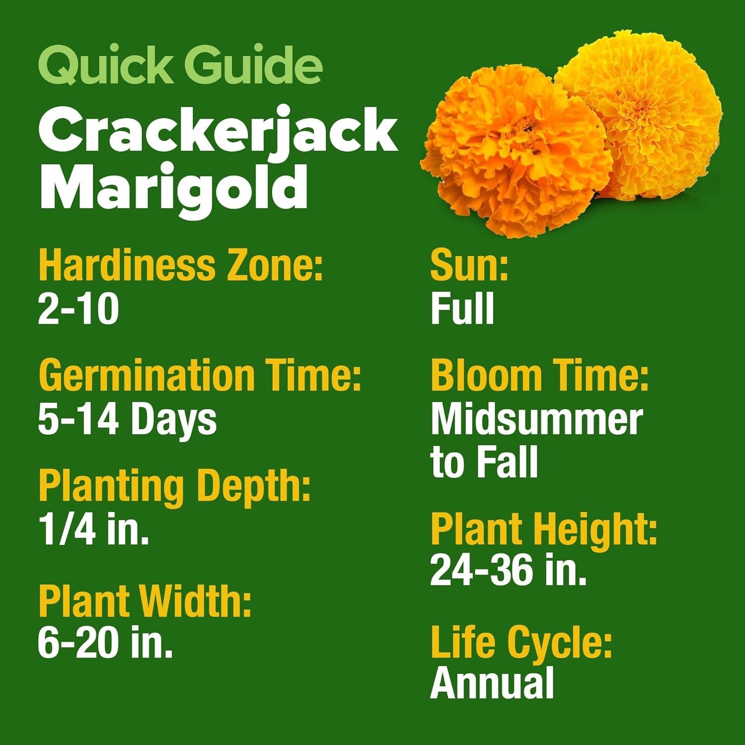 Marigold Seeds Bulk Mix – 5600+ Crackerjack Marigold Flower Seeds for Planting O