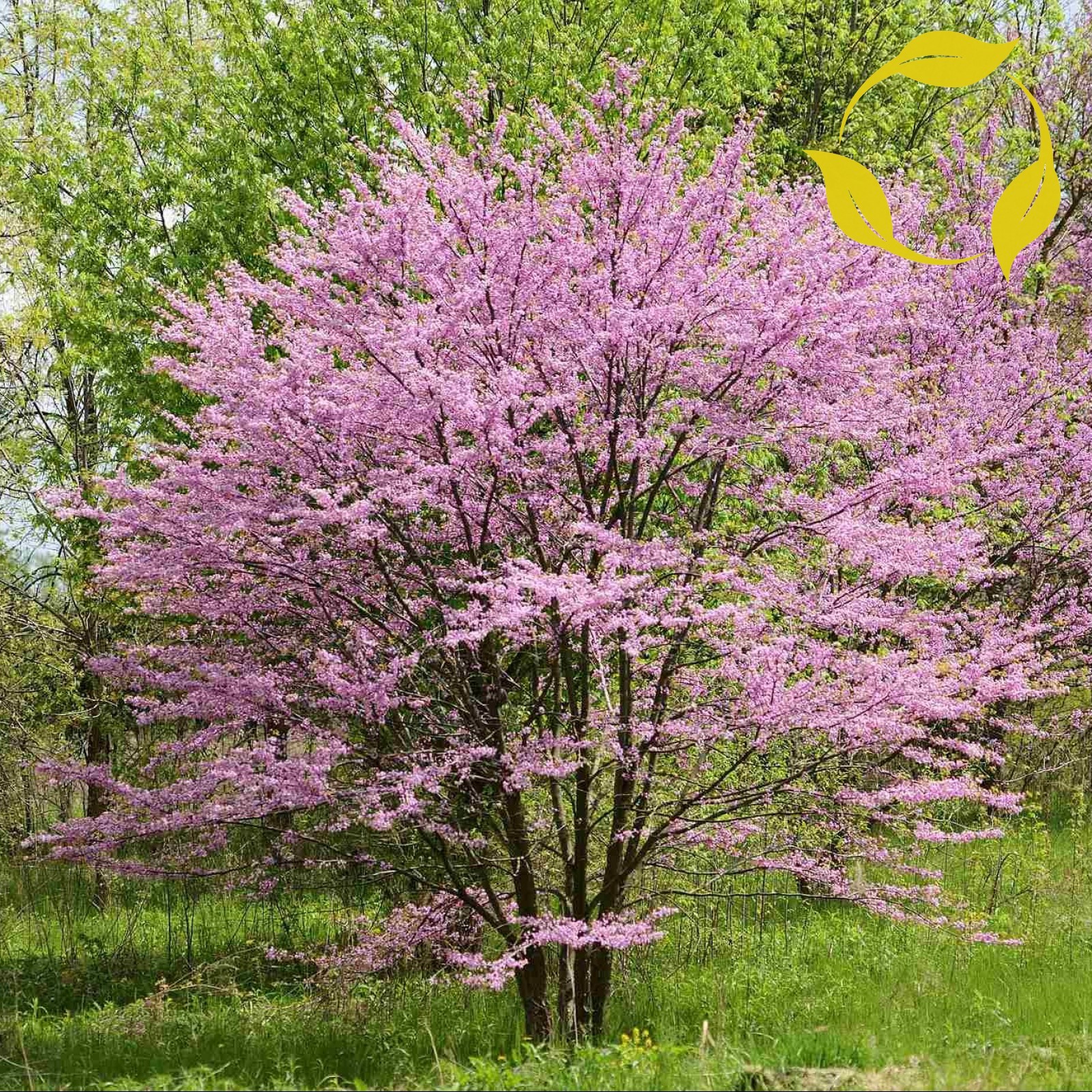 NORTHERN REDBUD Cercis Canadensis 10,20,30 SEEDS