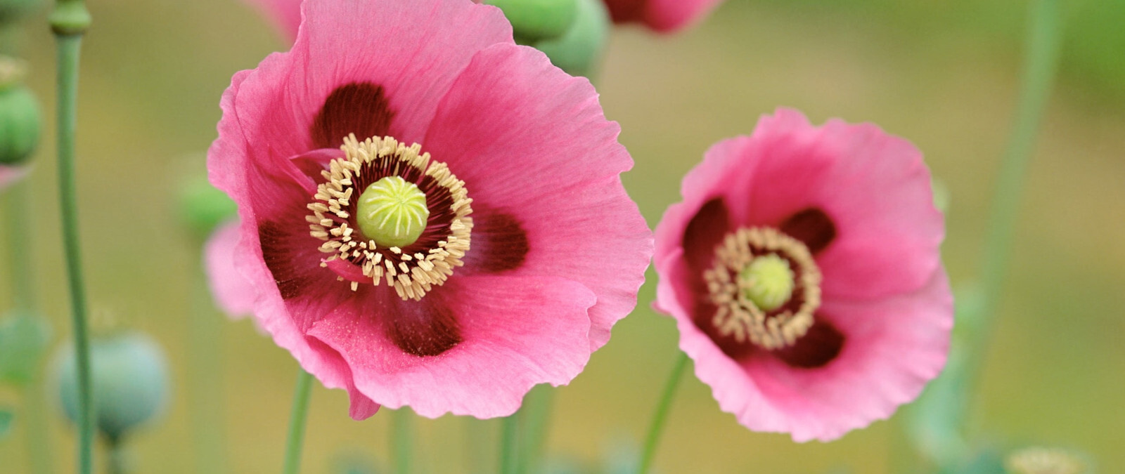1,500 Pepperbox Poppy Seeds – P. Somniferum Gigantic Pink&Purple Heirloom Blooms