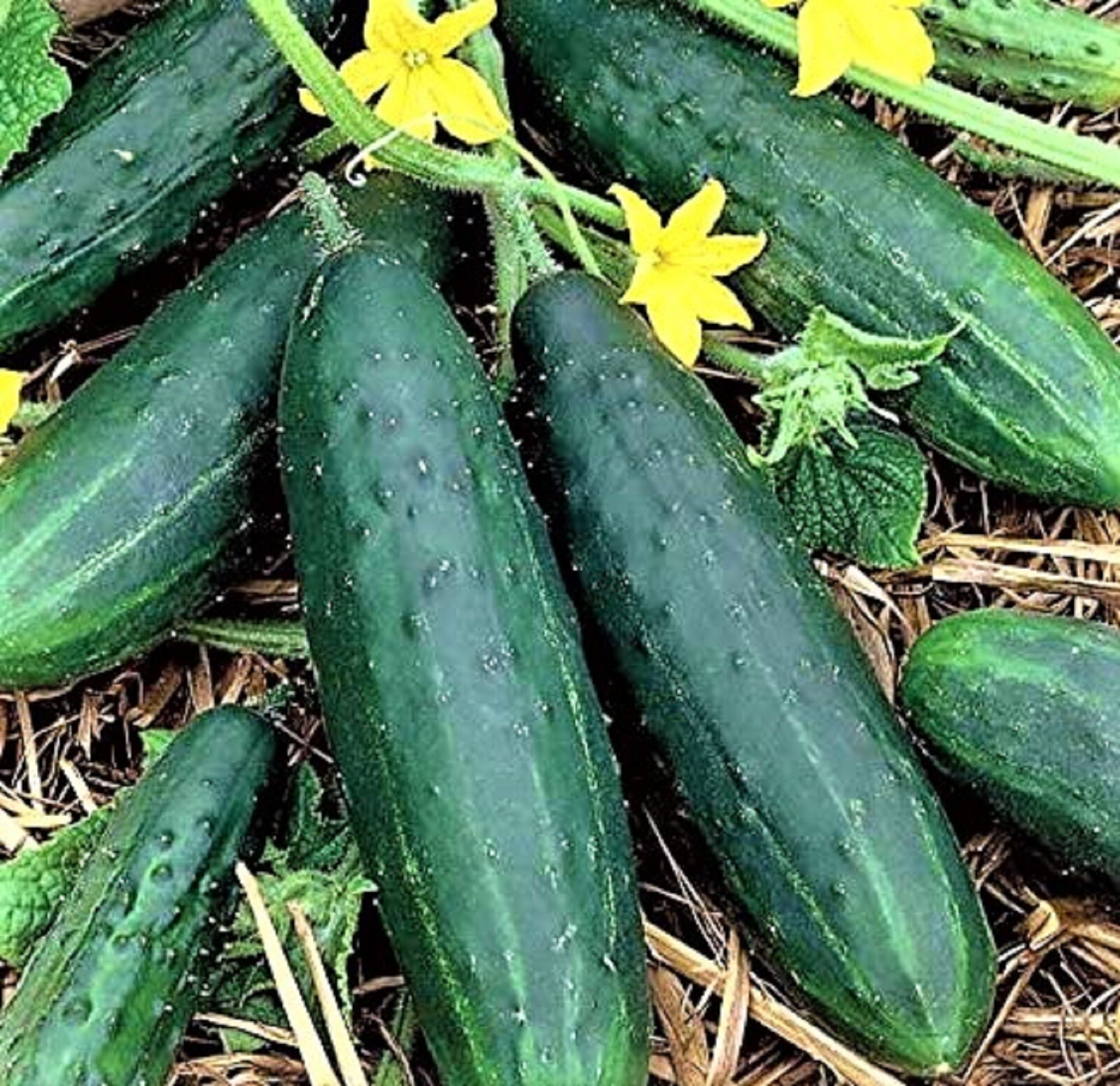 Spacemaster 80 Cucumber Seeds 60+ SEEDS NON-GMO –BUY 4 ITEMS FREE SHIPPING