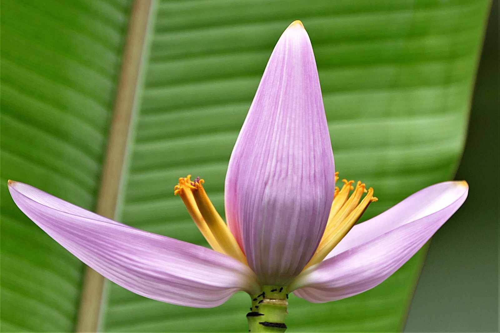 20 Heirloom Pink Flowering Banana Seeds! Musa Velutina