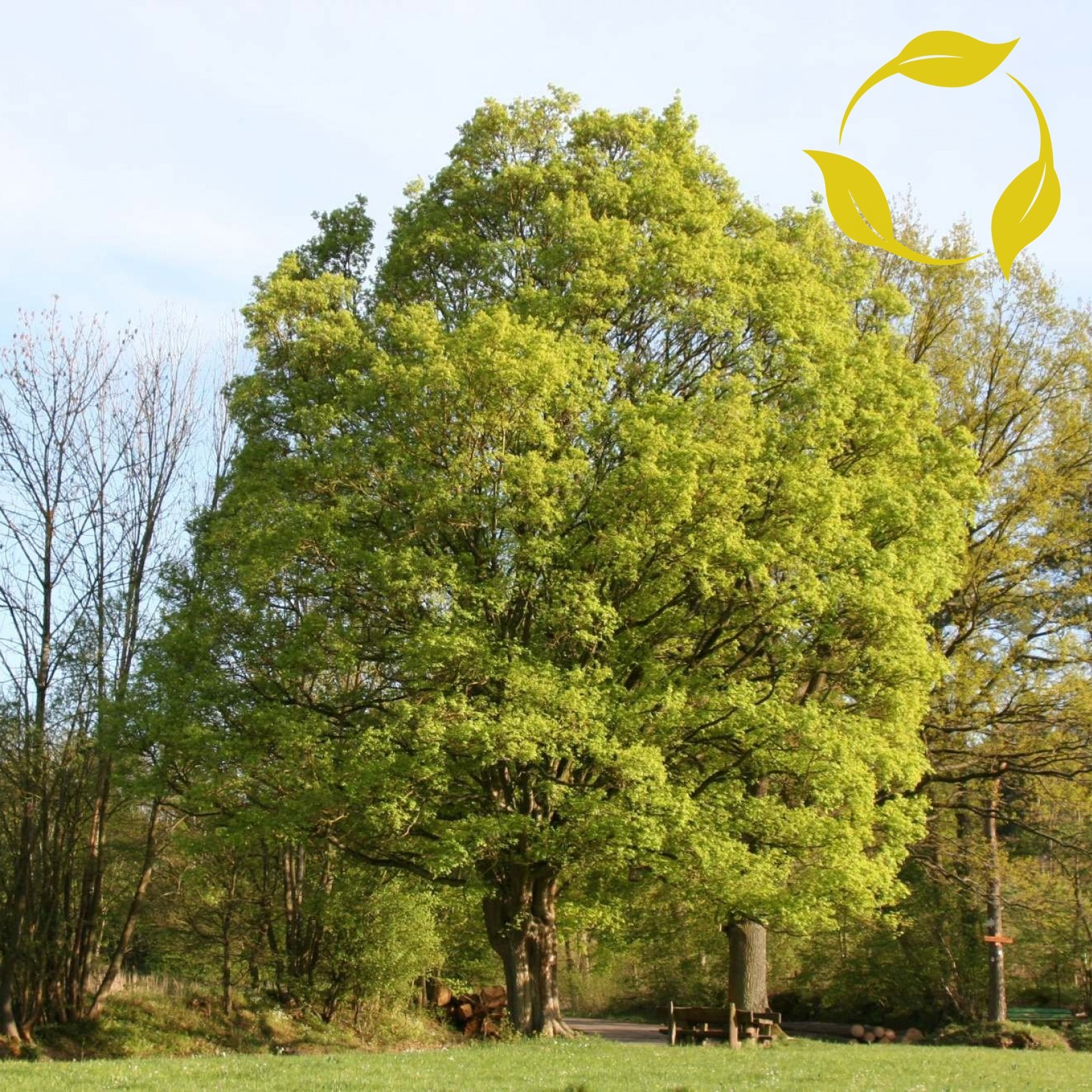HEDGE MAPLE Acer Campestre 10,20,40 SEEDS