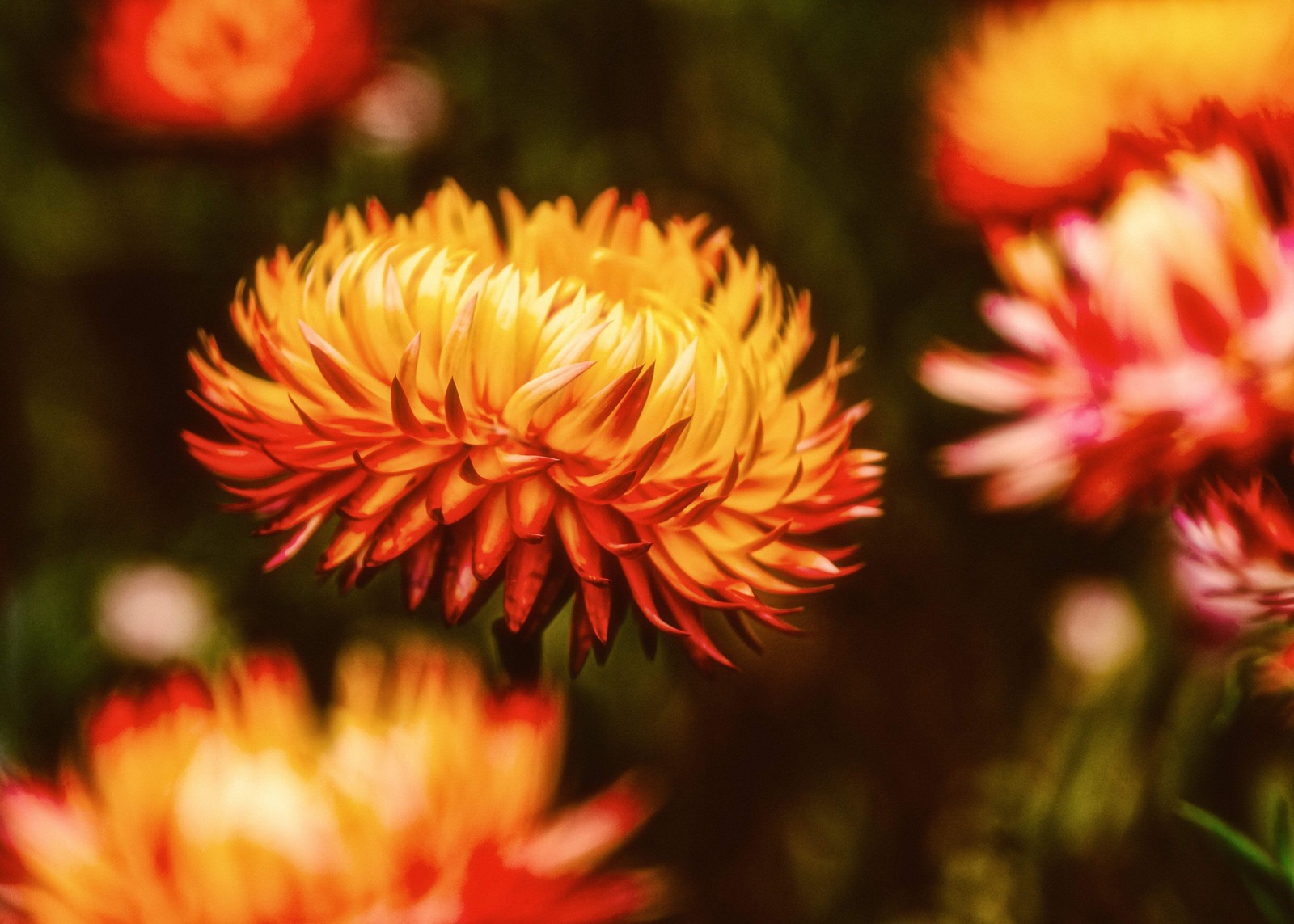 100 ORANGE DOUBLE STRAWFLOWER Helichrysum Monstrosum Flower Seeds