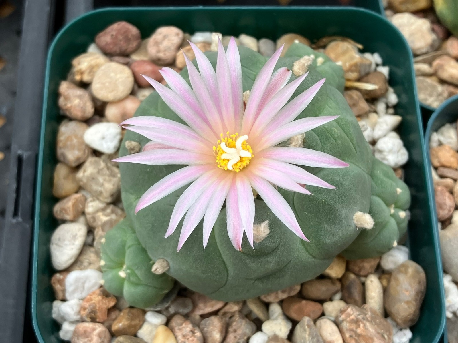 Seed- Loph frichii (25 seeds) 2026