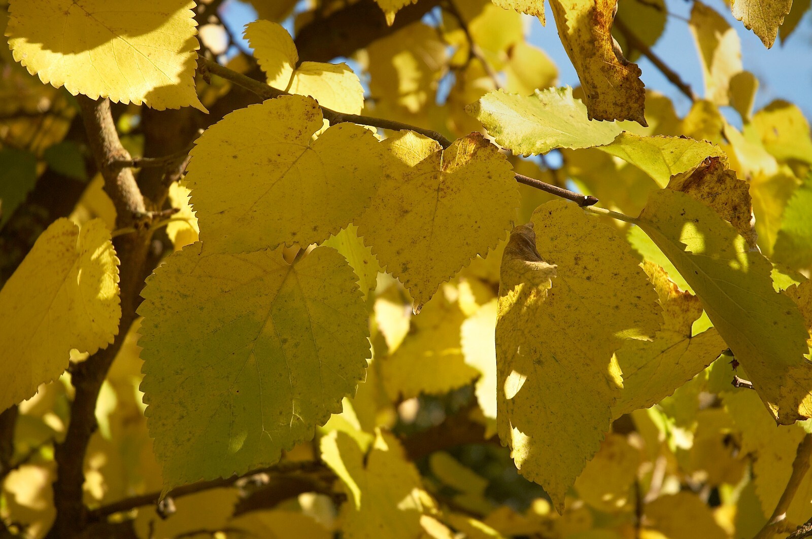 Morus nigra 50 Seeds – Black Mulberry
