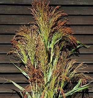 Sorghum Colored Uprights 500 seeds