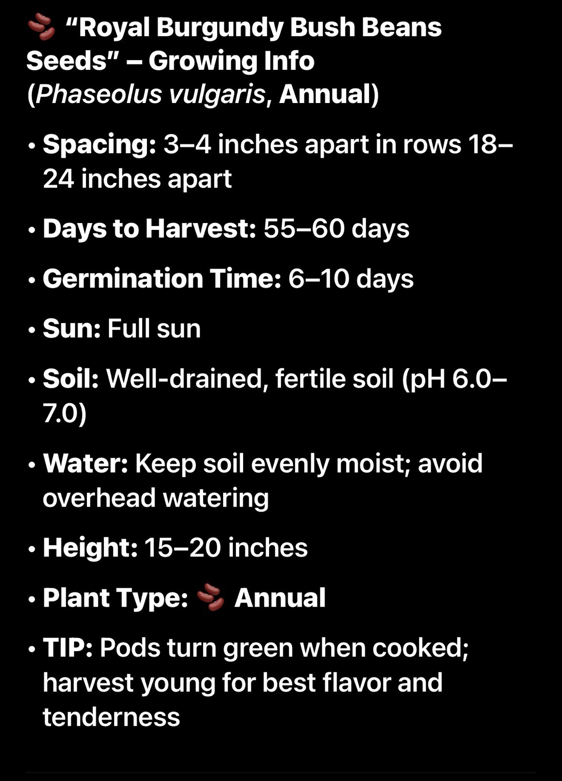 Royal Burgundy Bean Seeds | NON GMO Heirloom Purple Green Beans 51-day harvest