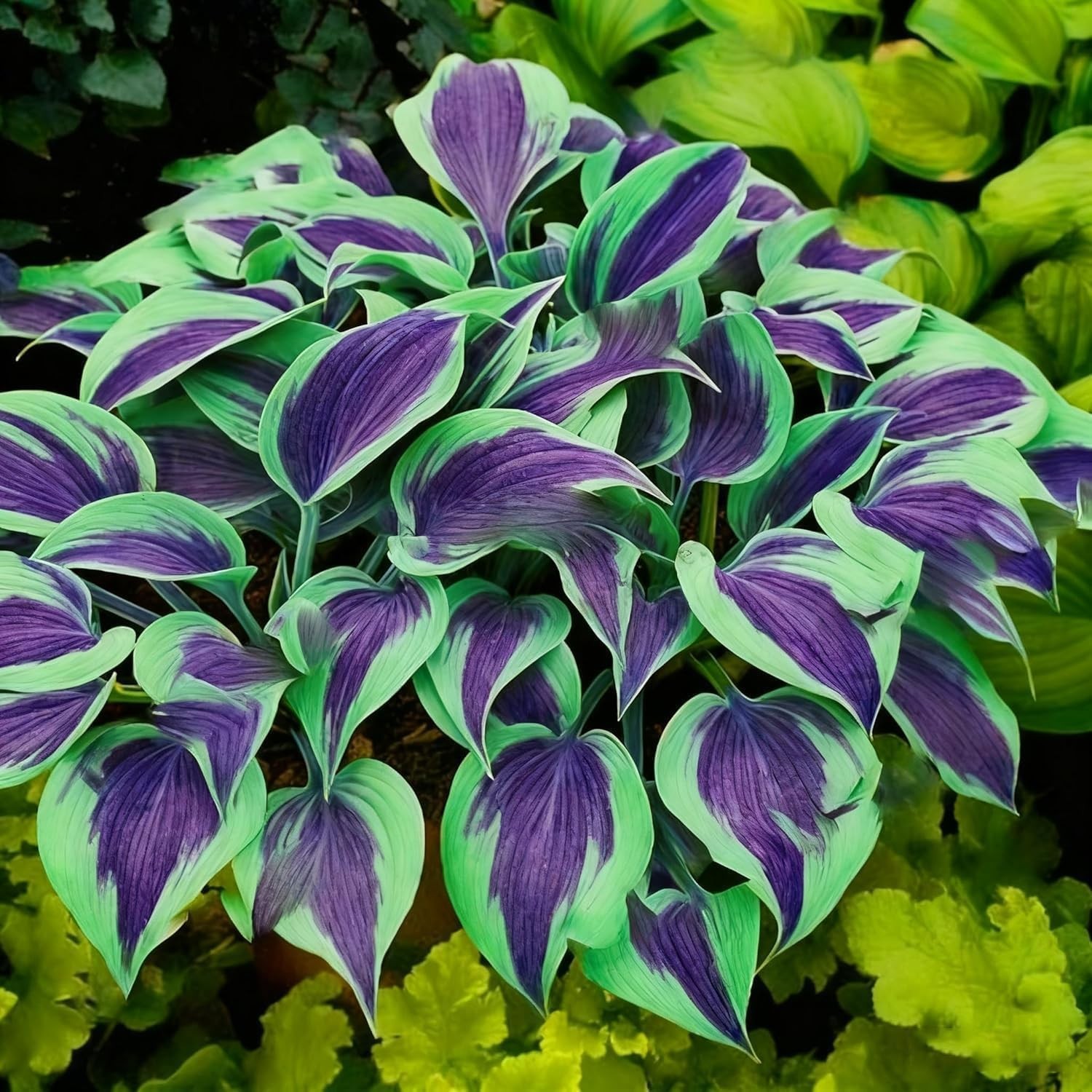 850pcs Premium Perennial Hosta Seeds, High Green, White, Blue, Variegated