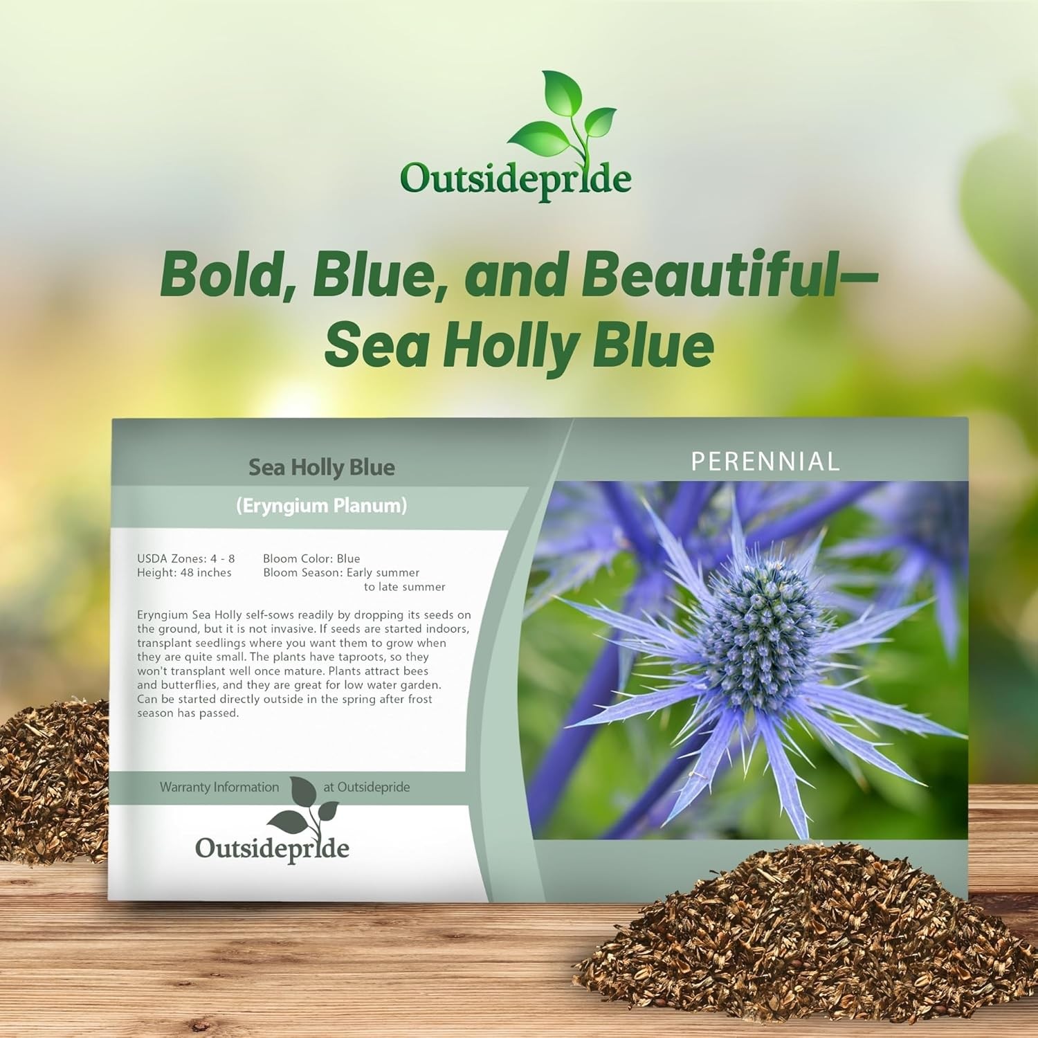 5000 Seeds Eryngium Planum Blue Sea Holly Drought Tolerant Garden Flower