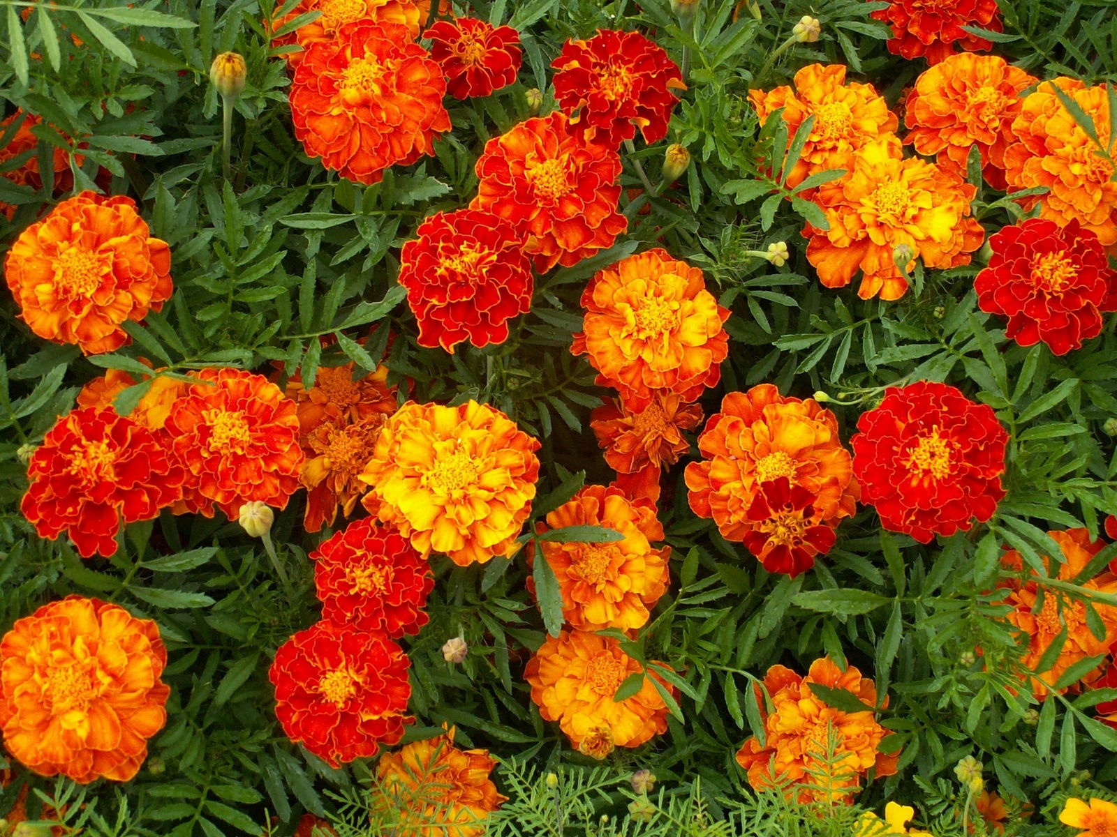Marigold Sparky Mixture Nice Garden Flower By Seed Kingdom 500 Seeds