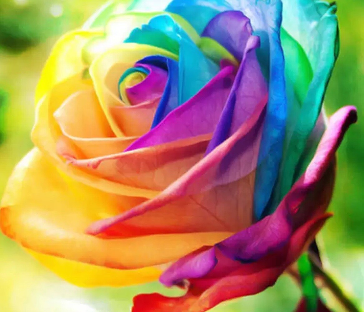 20 EXOTIC RARE RAINBOW ROSE SEEDS garden flower plant bush diy Rosas hybrid tea