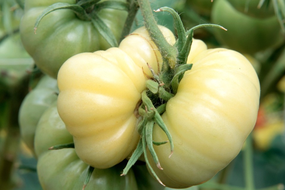 White Wonder Beefsteak Tomato Seeds, 30 Seeds, Buy 2 Get 3, NON-GMO, FREE SHIP