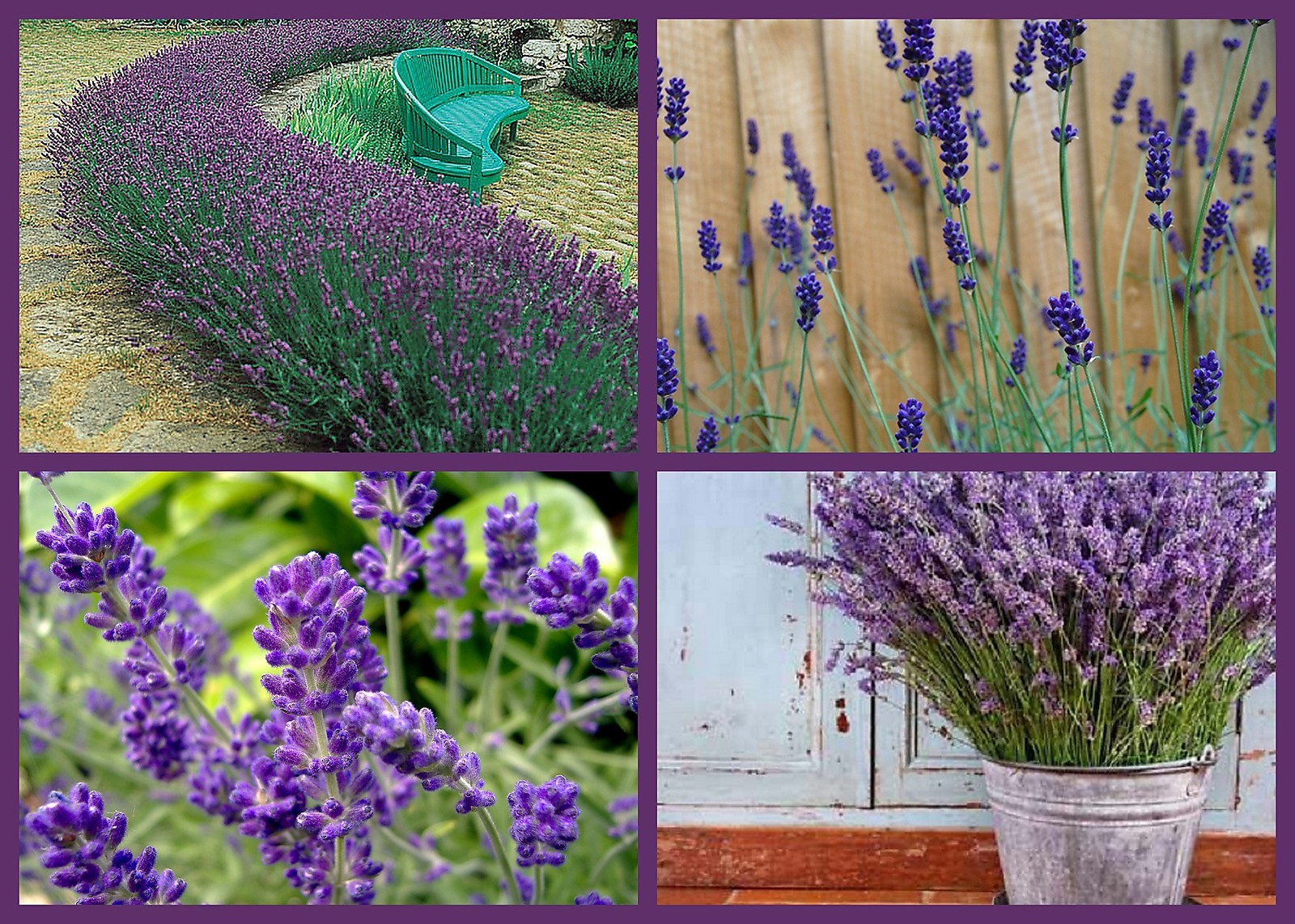 Lavender Seed, Lovely Lavender 4 Pack Special, Fragrant Perennial, Heirloom Seed