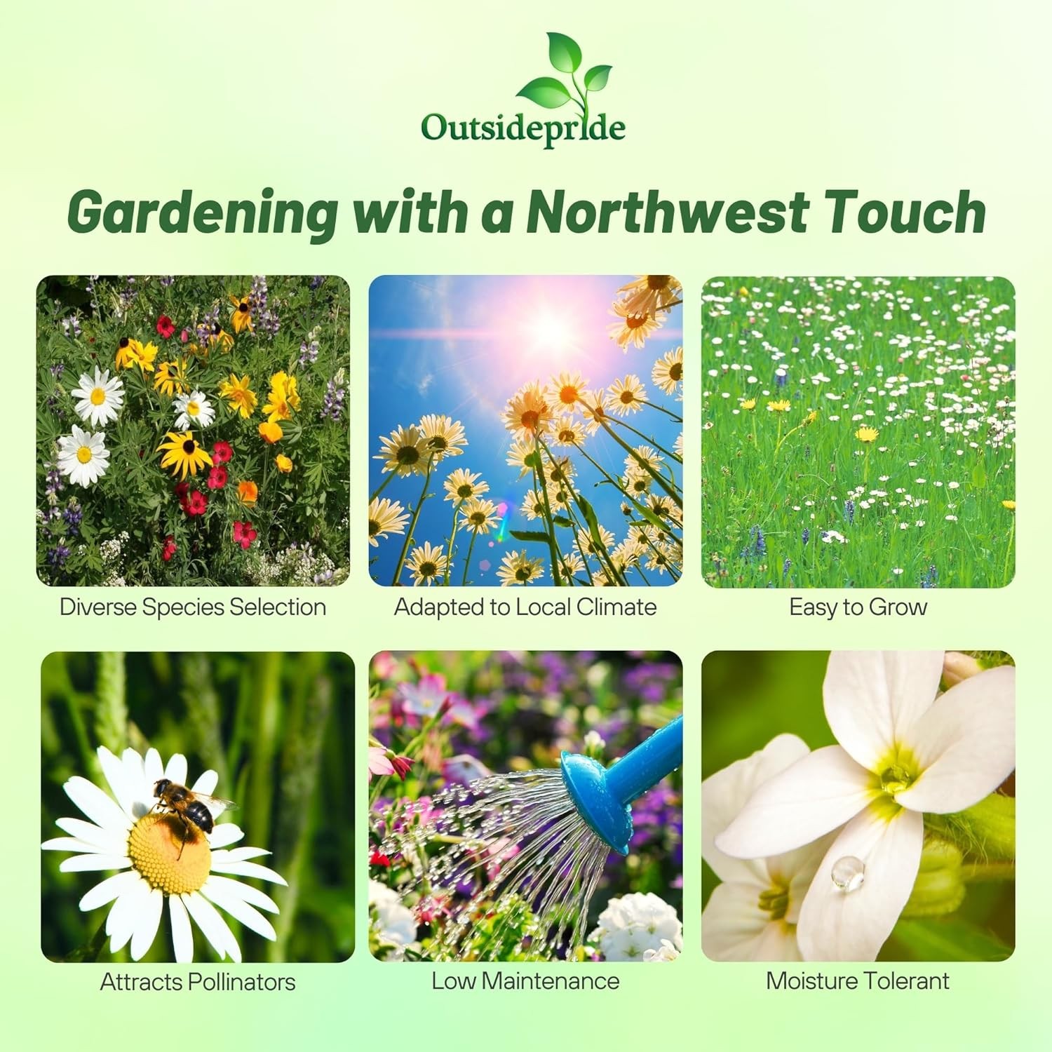 Outsidepride Northwest Wild Flower Seed Mix – 1/4 lb Premium lb.,