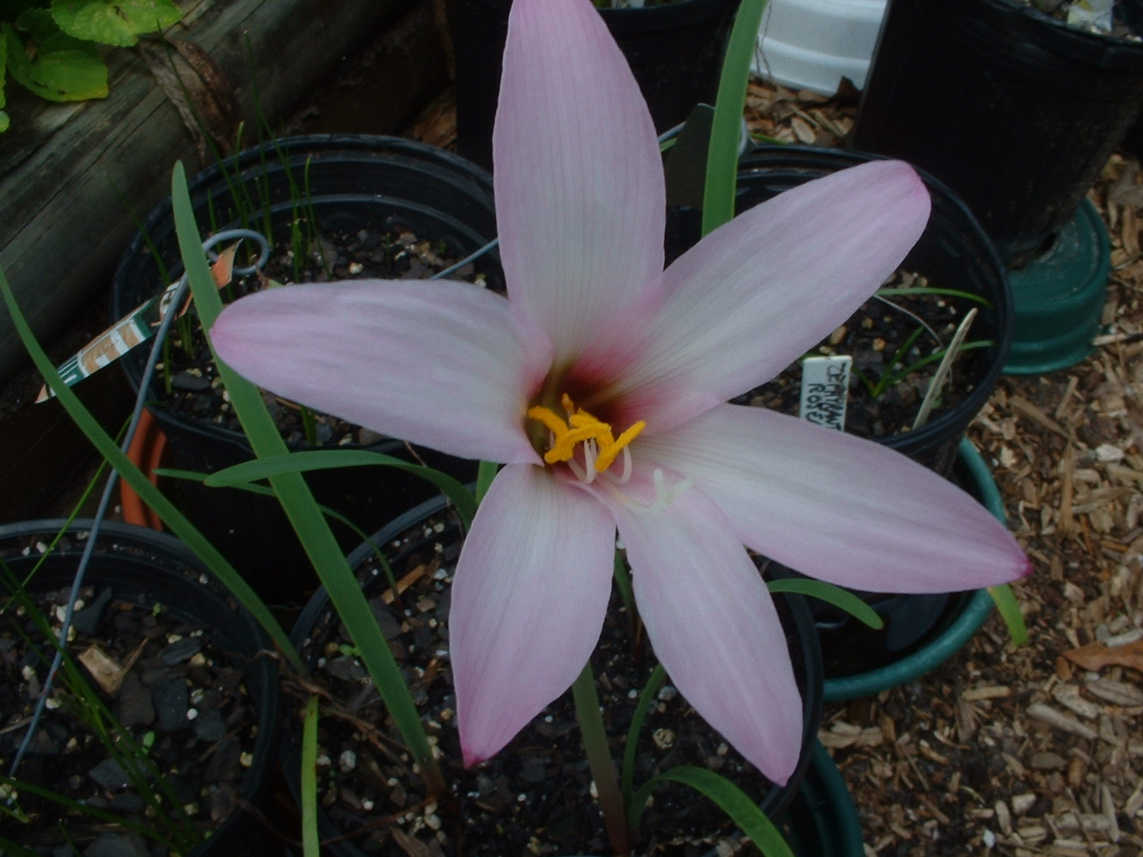 Rain Lily, Habranthus Floryi Cherry Pink, 3 bulbs, NEW, RARE, zephyranthes
