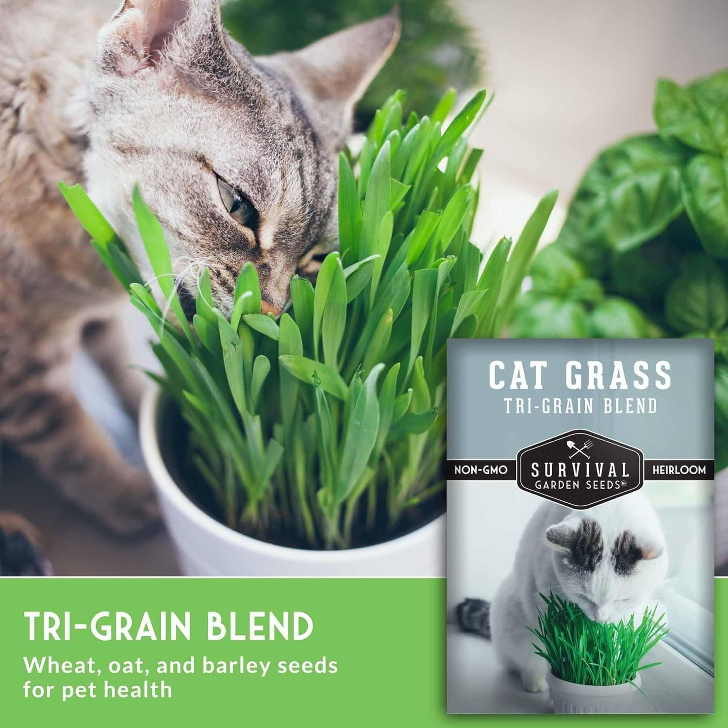 Pet-Friendly Cat Grass Seeds – Heirloom Tri-Grain Blend for -Round Growing