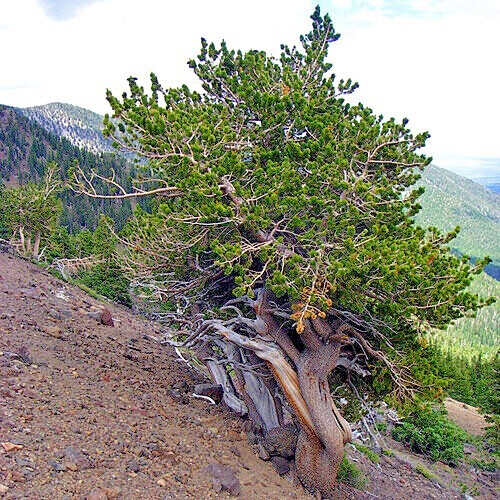 10 Bristlecone Pine Seeds (Pinus aristata) “OLDEST Living Tree in the WORLD!”