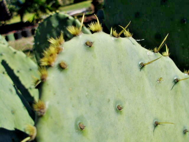 25 CAROLINA PRICKLY PEAR CACTUS SEEDS – Opuntia tunoidea