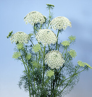 Ammi Visnaga Casablanca 2,000 seeds