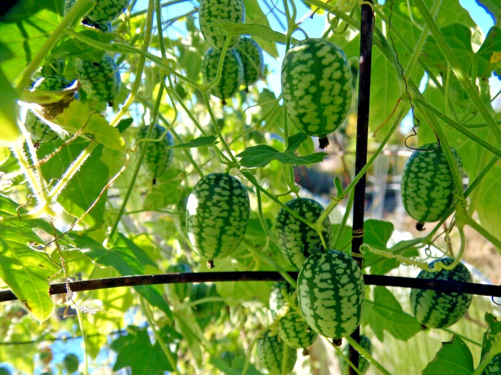 Mexican Sour Gherkin – little cukes look like tiny watermelons