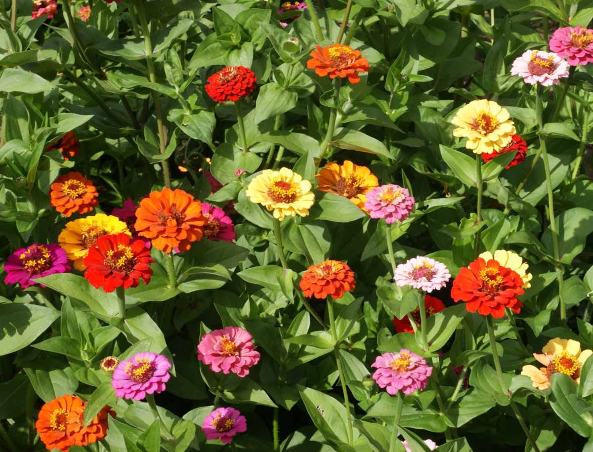 Pumila Mix “Pom Pom” Zinnia Seeds | Dwarf Rainbow Multi Color Flower Seed 2024
