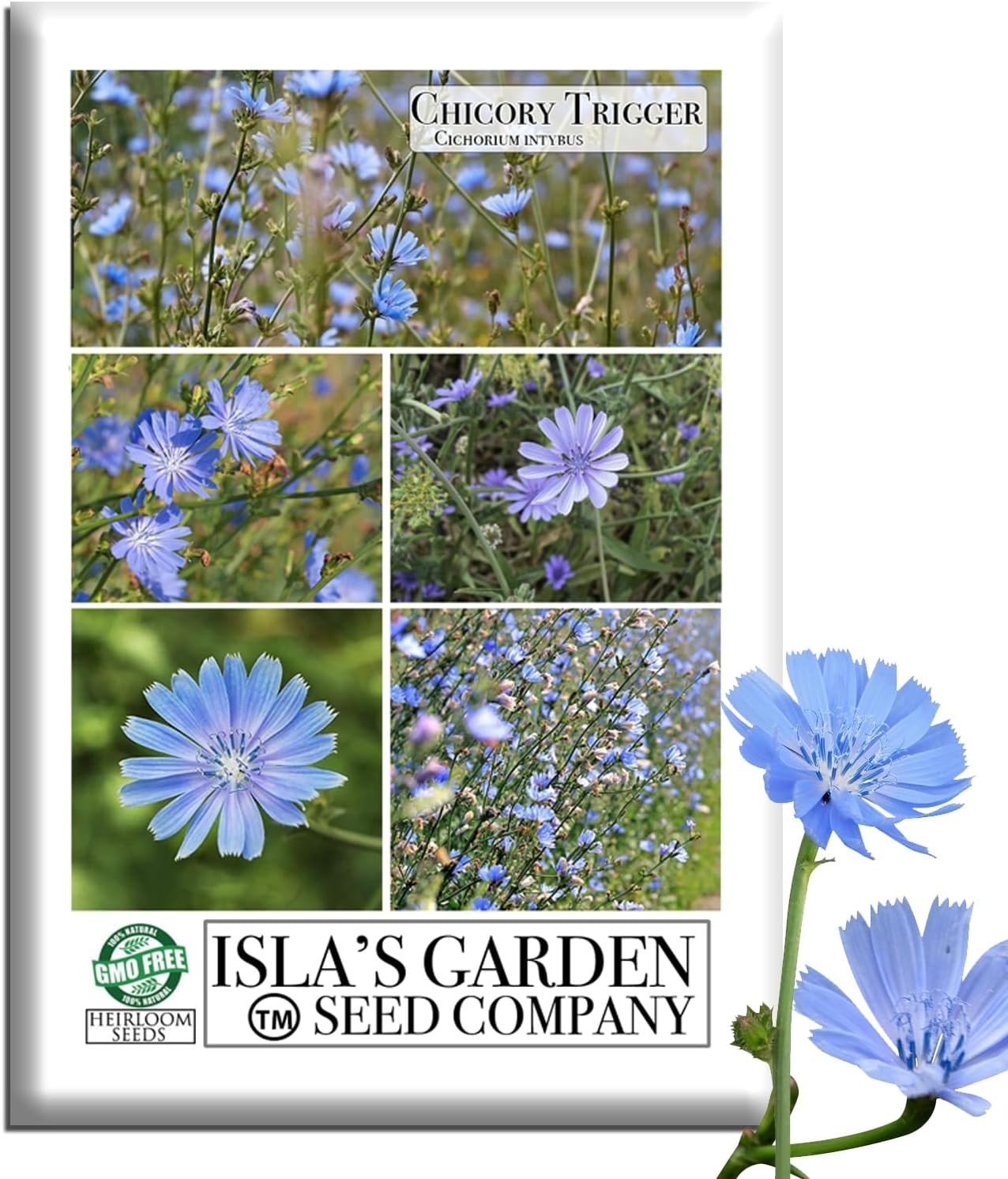 Trigger Chicory Flower Seeds Cichorium intybus – 1500+ Heirloom Non-GMO Seeds…
