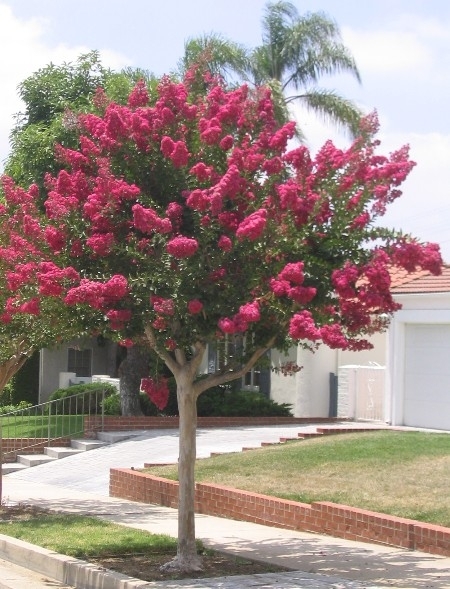 Crape Myrtle, Lagerstroemia indica, Tree Seeds
