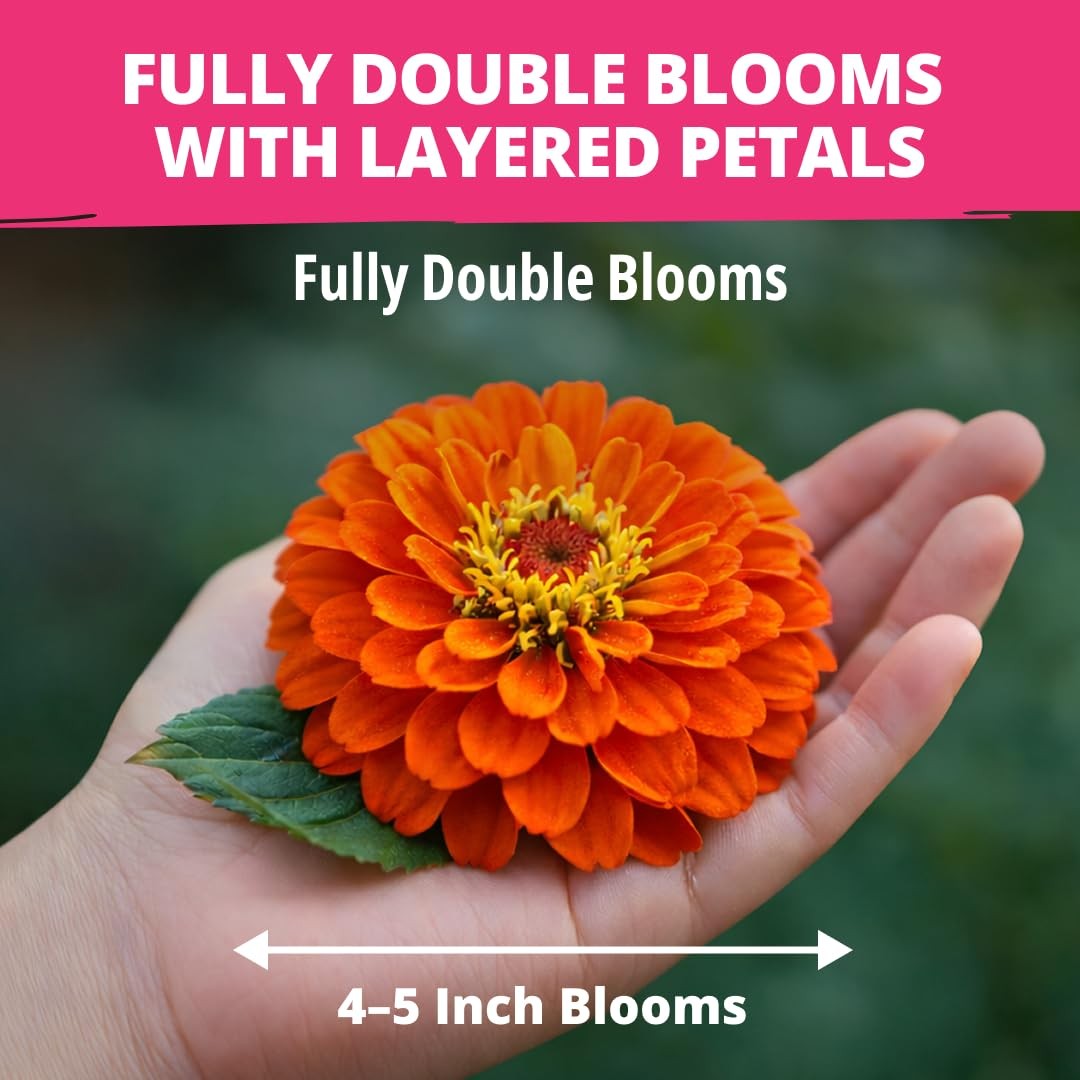 HOME GROWN Zinnia Dahlia Seeds Pack for 2026 Non GMO 524 Flower 1-Pack, Multi