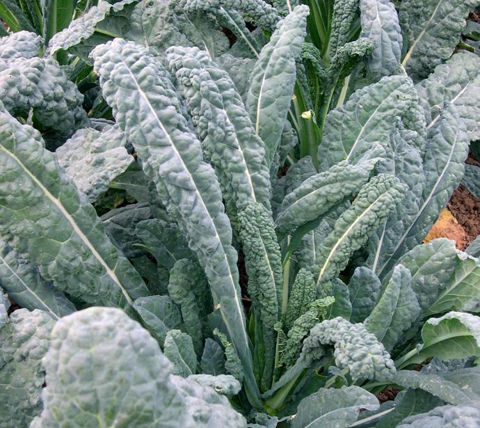100 Lacinato or Dinosaur Kale Seeds Heirloom NON-GMO Fresh Seeds for Your Garden