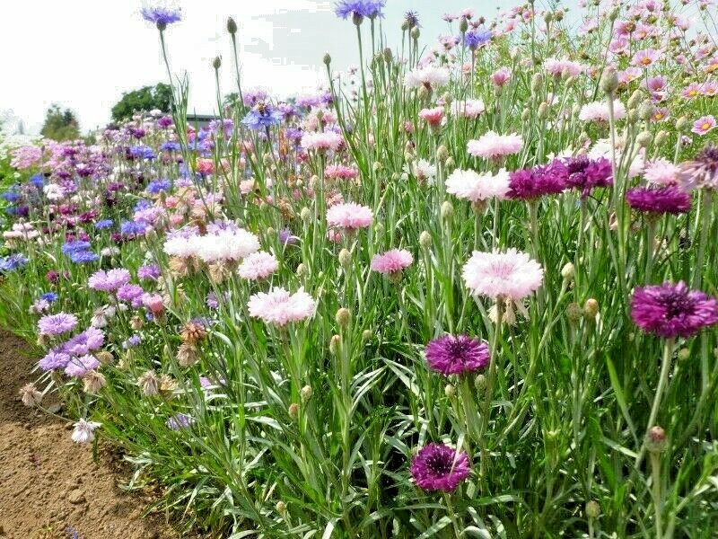 500+Dwarf BACHELOR BUTTON Polka Dot Mix Flower Seeds Cut Dried Flowers Container