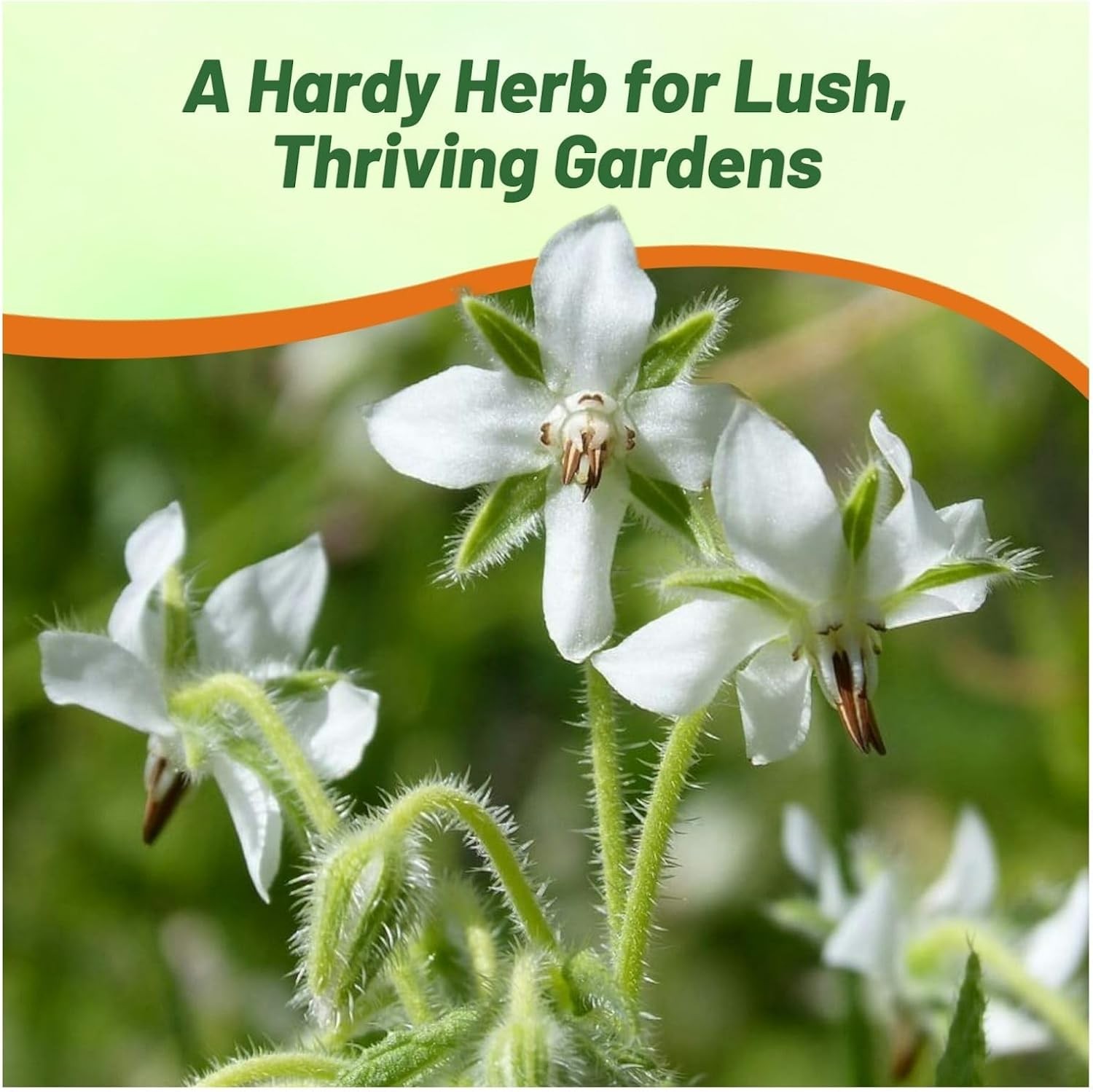1000 Seeds White Borage Drought Tolerant Herb Garden Plant Seeds For Xeriscaping