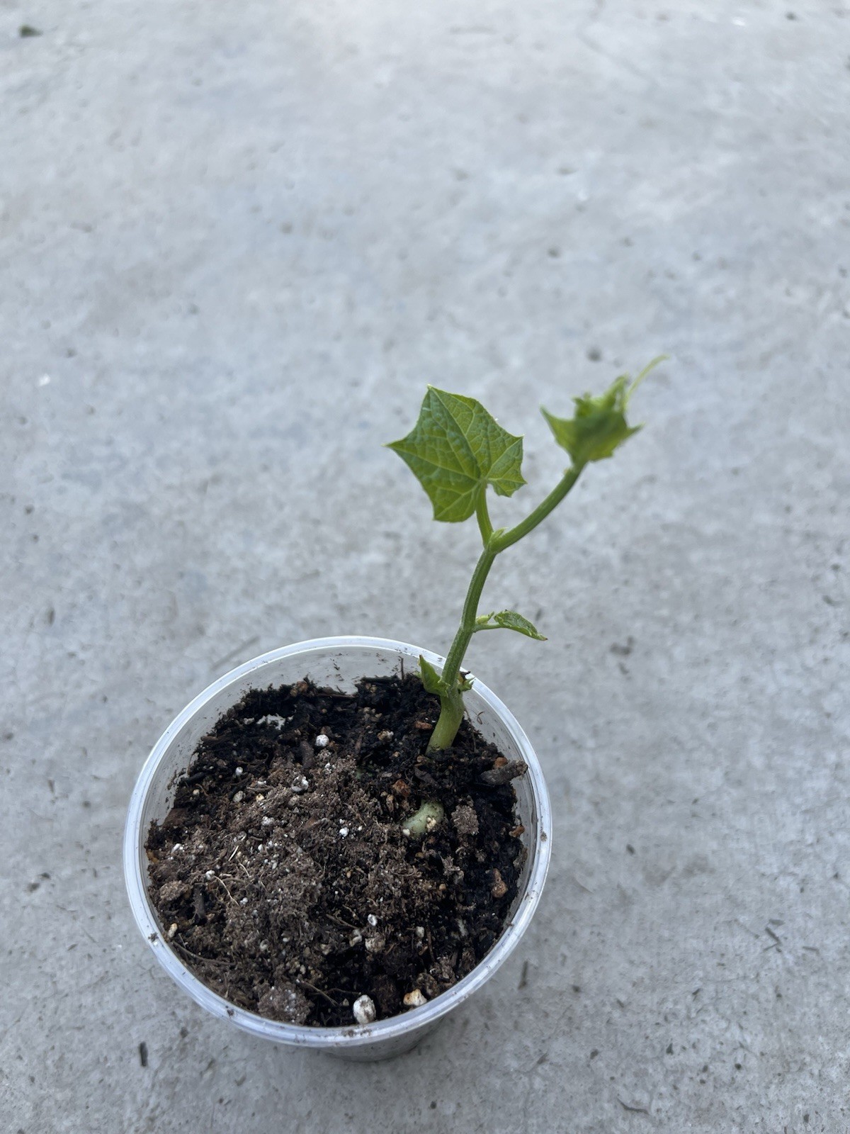 Chayote Plant 6” Vegetables Live Plant With Pot Ready To Plant