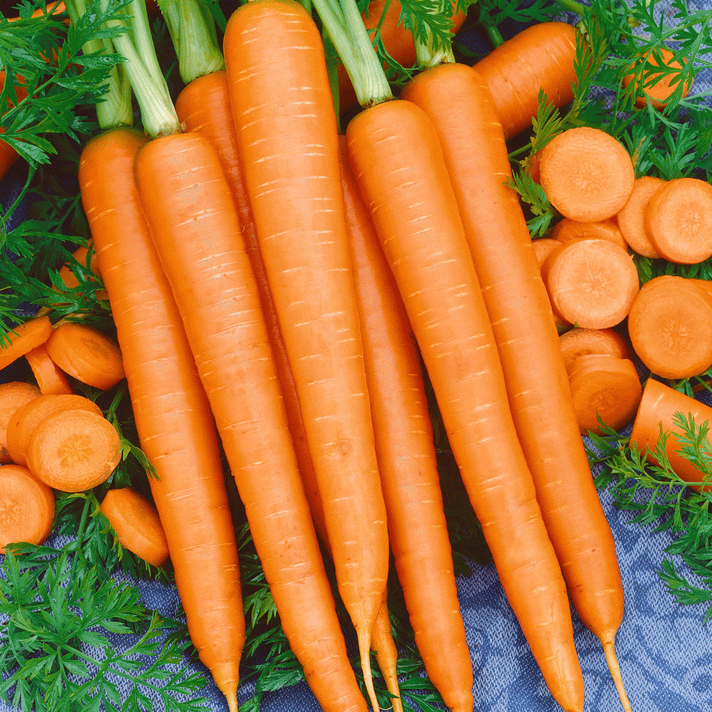 Imperator-58 Carrot Seeds Non-GMO | Fresh Garden Seeds USA