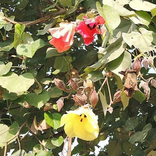 Hibiscus tiliaceus | Beach or Sea Hibiscus | 10 Seeds