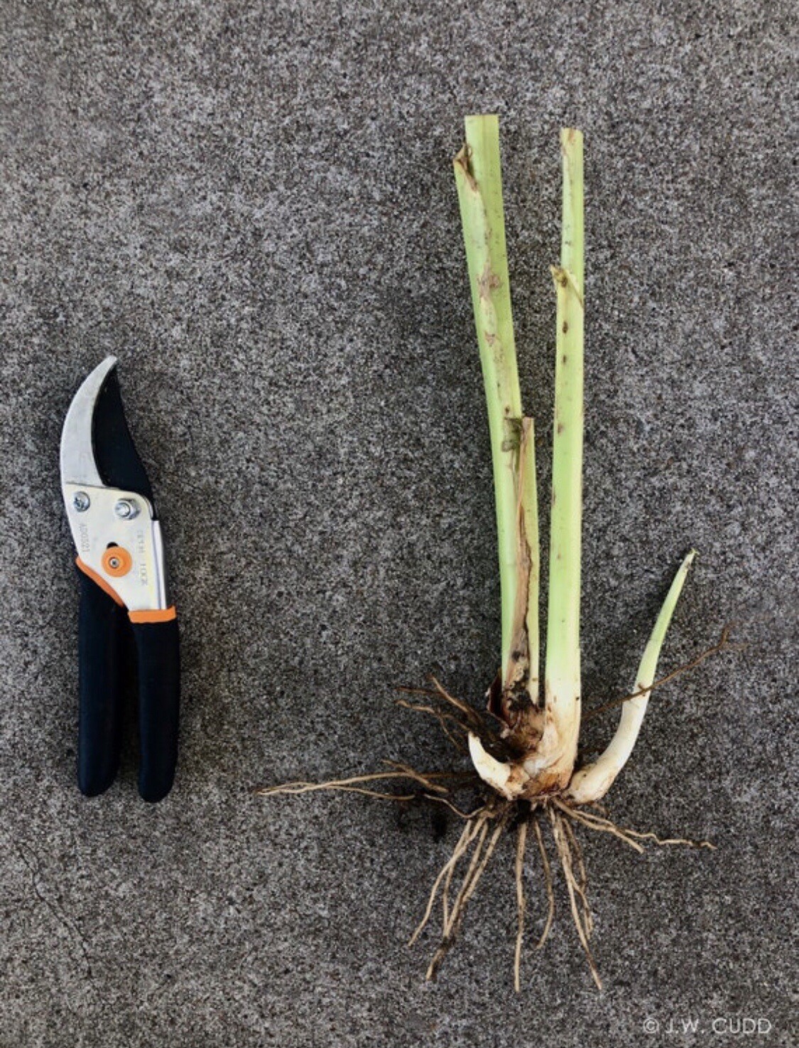 2 Canna Lily Rhizome, Giant Indica