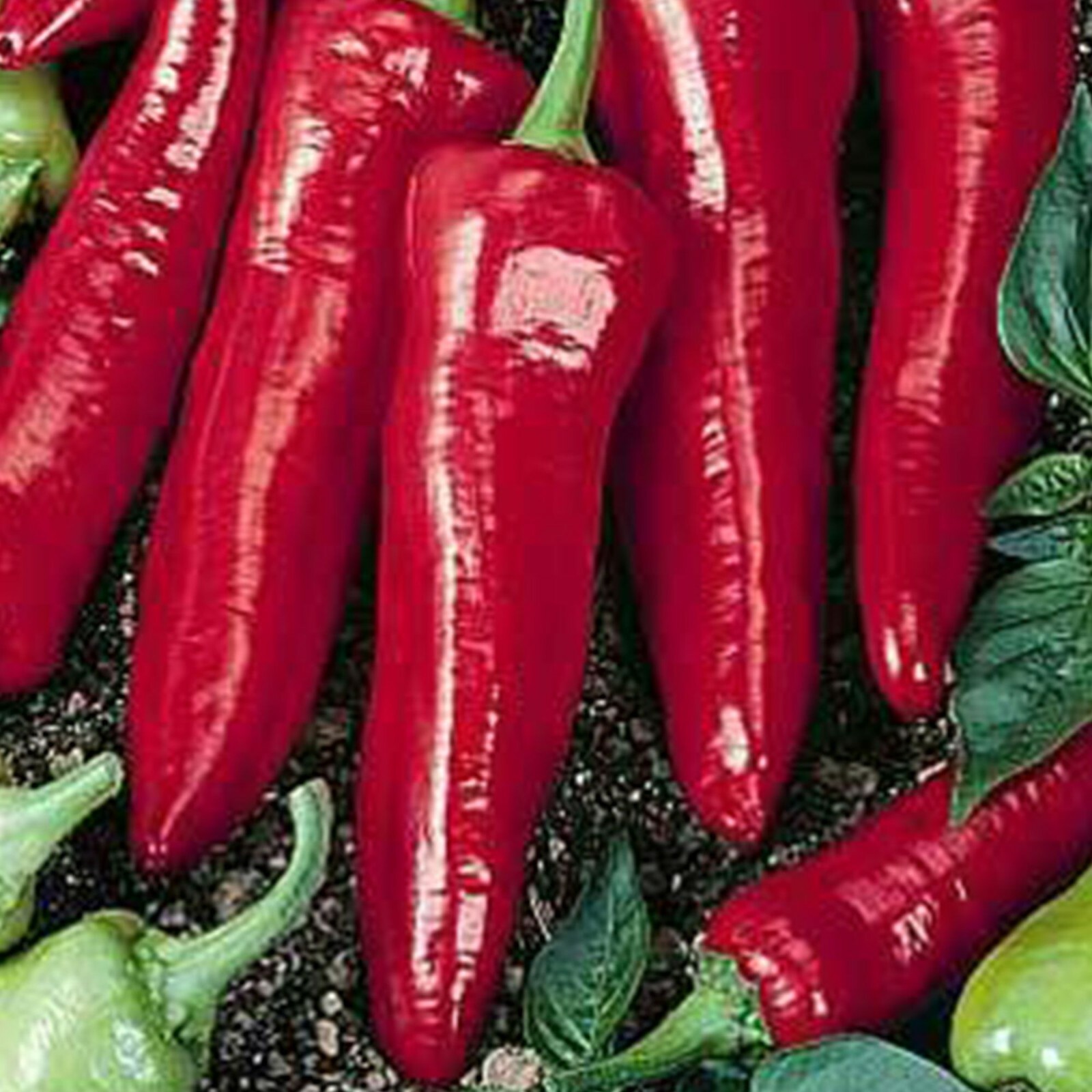 25 Big Jim Pepper Seeds