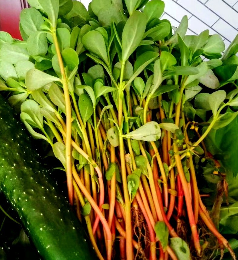 Green Common Purslane 1000 Seeds – Pursley, Red Gruner, Portulaca oleracea Herb