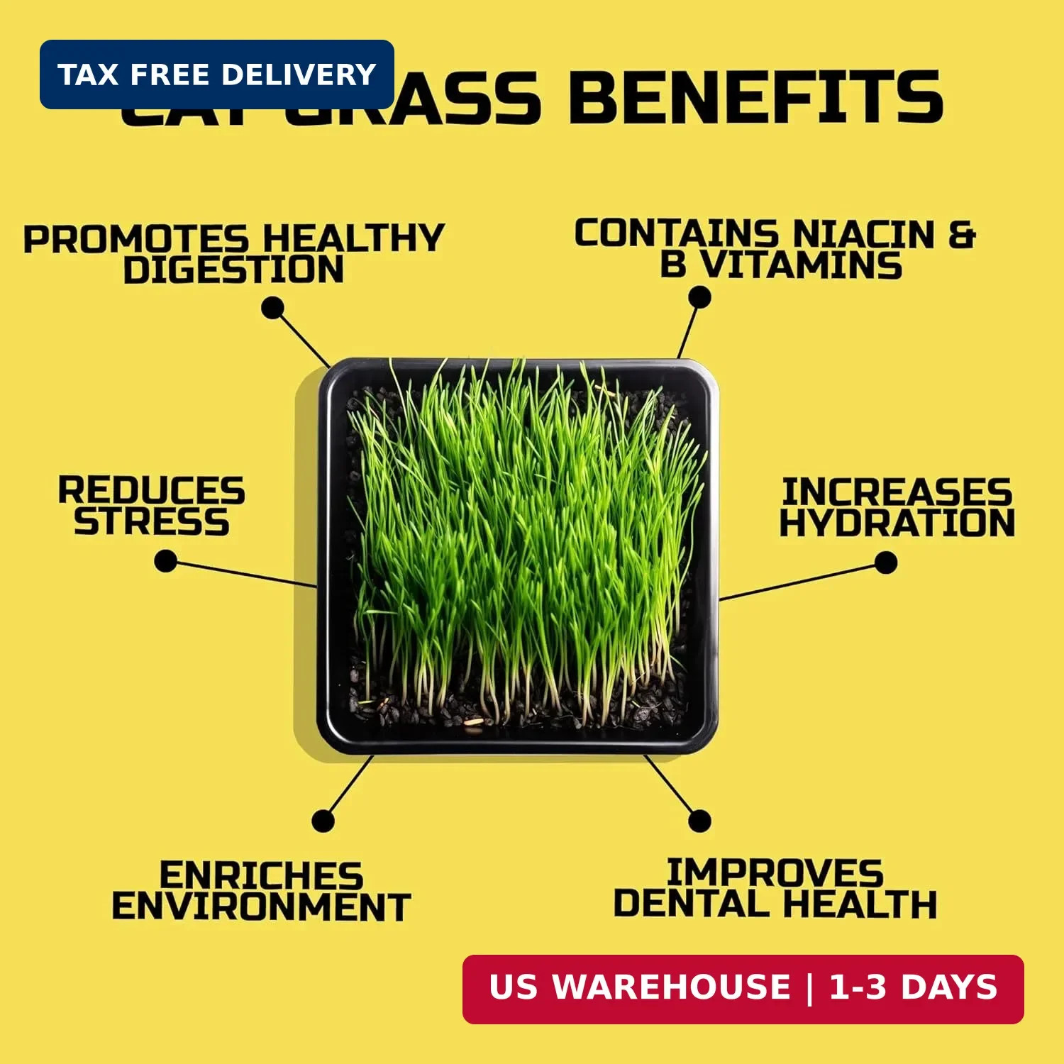 CATGRASS Seeds | Non GMO | Grown in USA | from Our Farm to Your Home (1POUND(16o