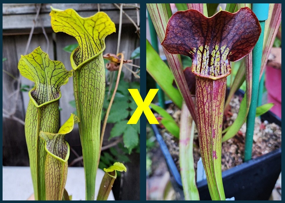 2025 SARRACENIA SEEDS: BOG WITCH X STYGIAN WITCH [CARNIVOROUS PLANT SEED]